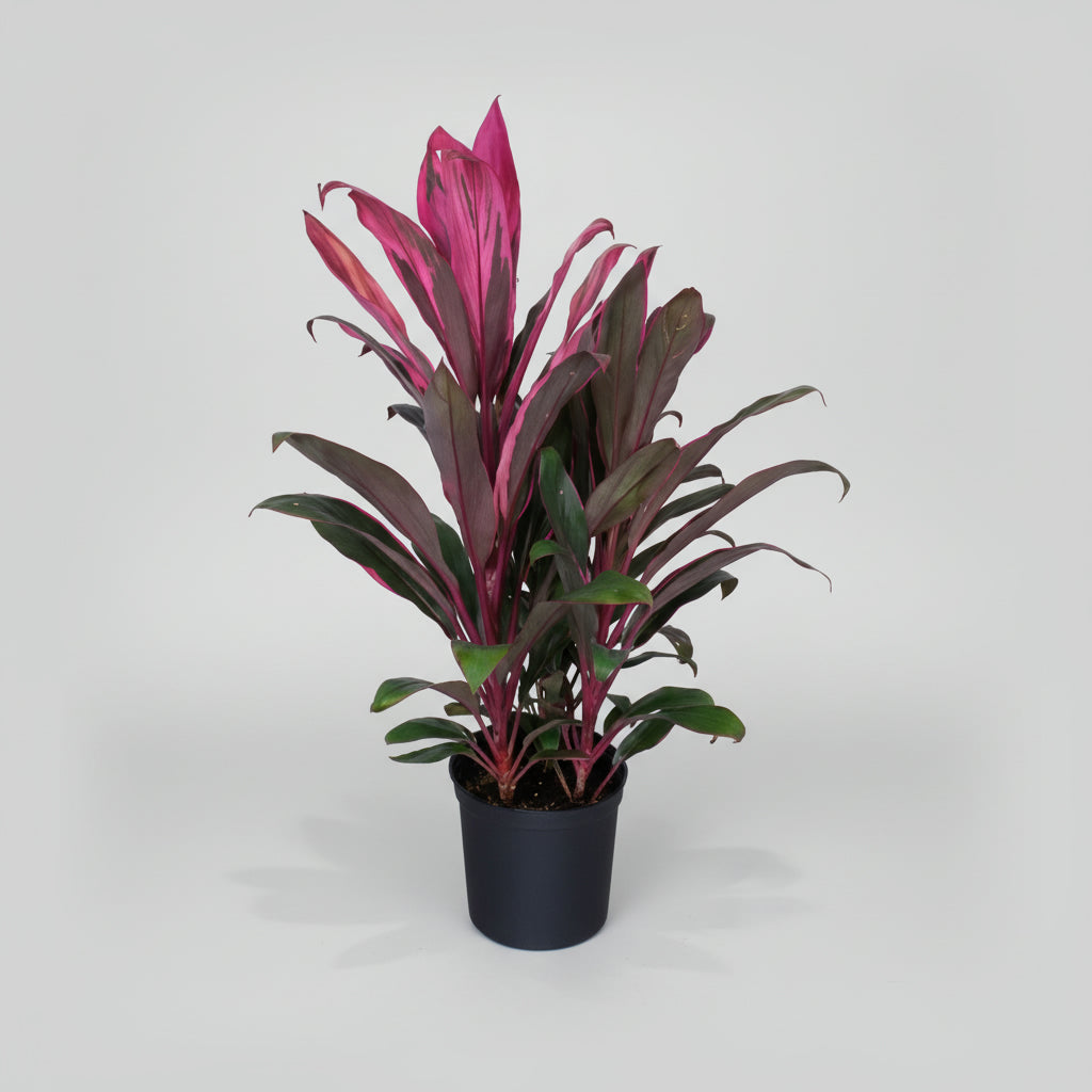 CORDYLINE PURPLE COMPACTA