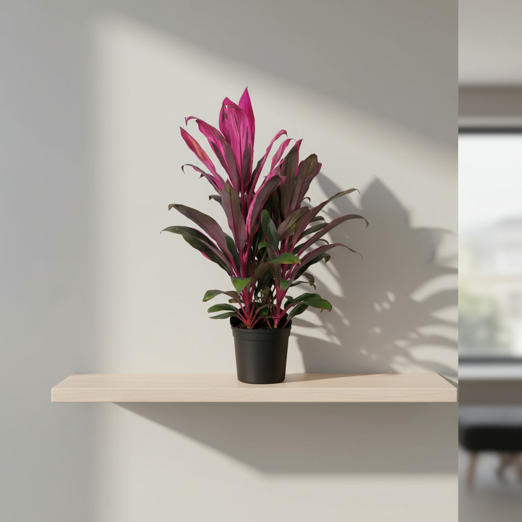 CORDYLINE PURPLE COMPACTA