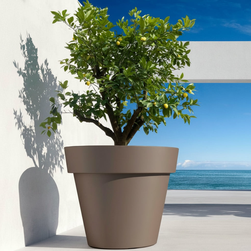 وعاء الأيكون