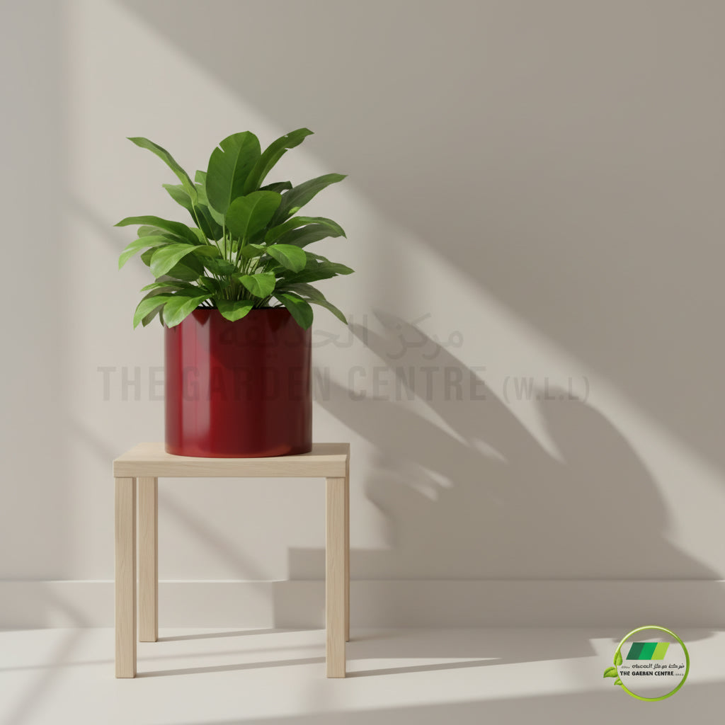 Classic Steel Pot Wine Red. - THE GARDEN CENTRE