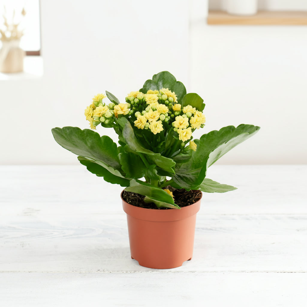 كالانكو بألوان متنوعة