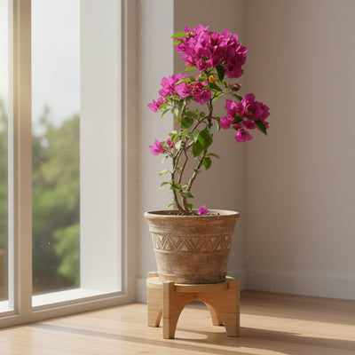 Bougainvillea - THE GARDEN CENTRE