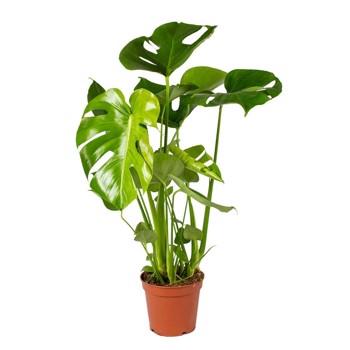 Monstera