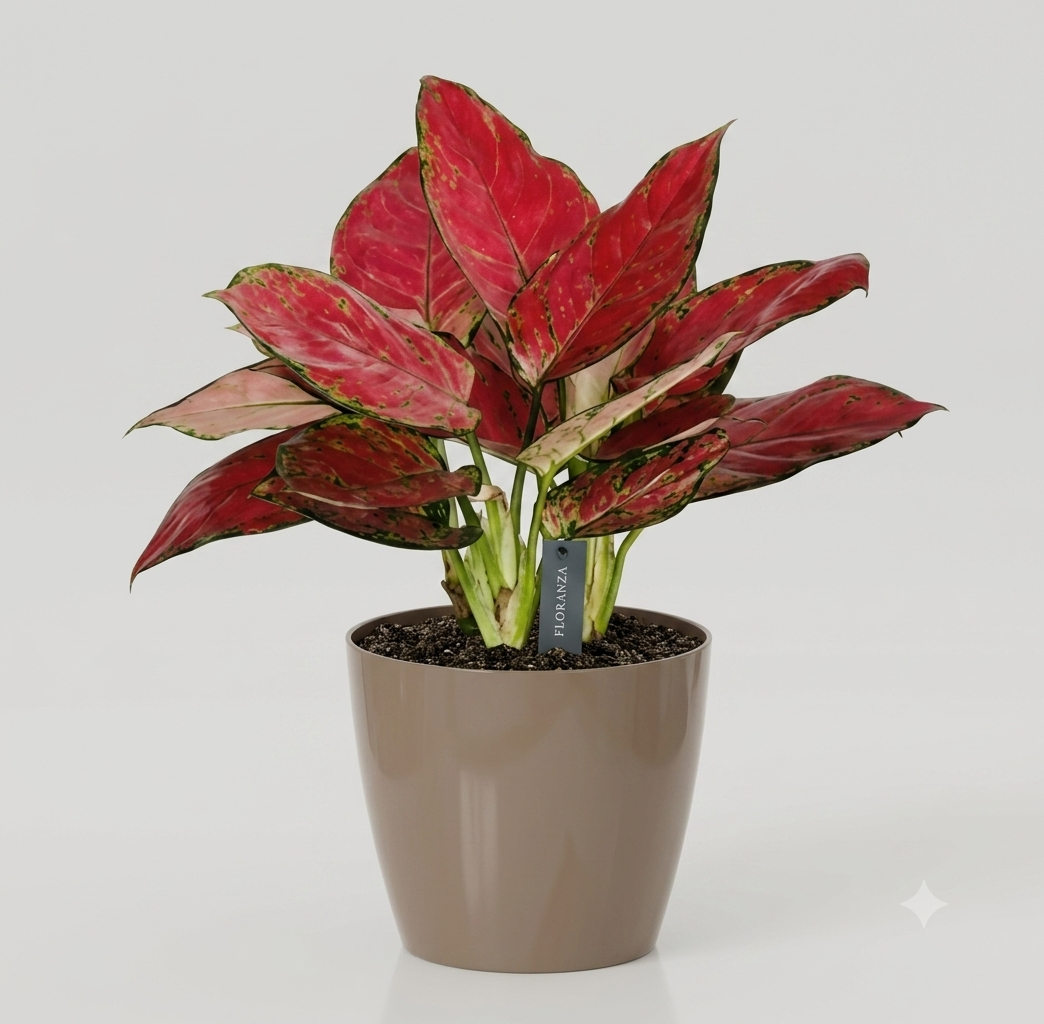 Low Maintenance Plant Kit