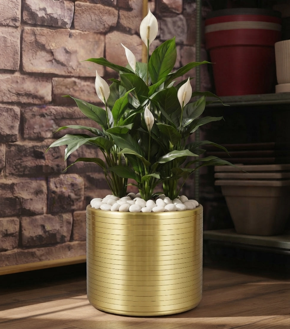 Artificial Peace Lily Arrangement with Metallic planter Gold