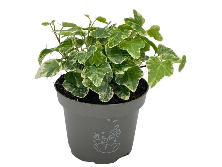 Hedera Plant - English Ivy - THE GARDEN CENTRE