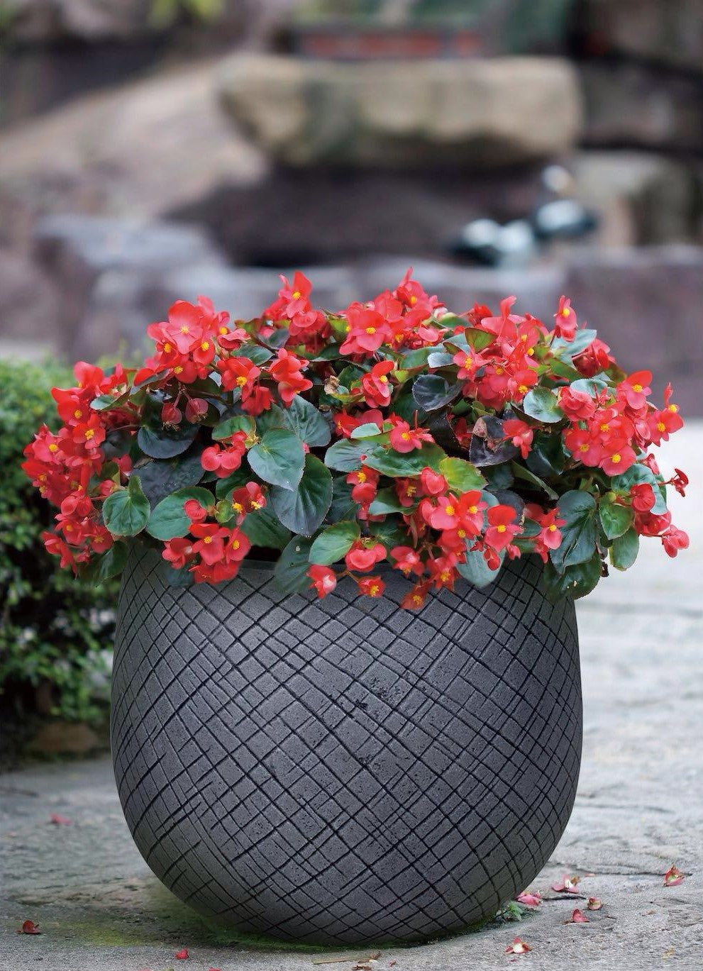 Oban Gray - THE GARDEN CENTRE