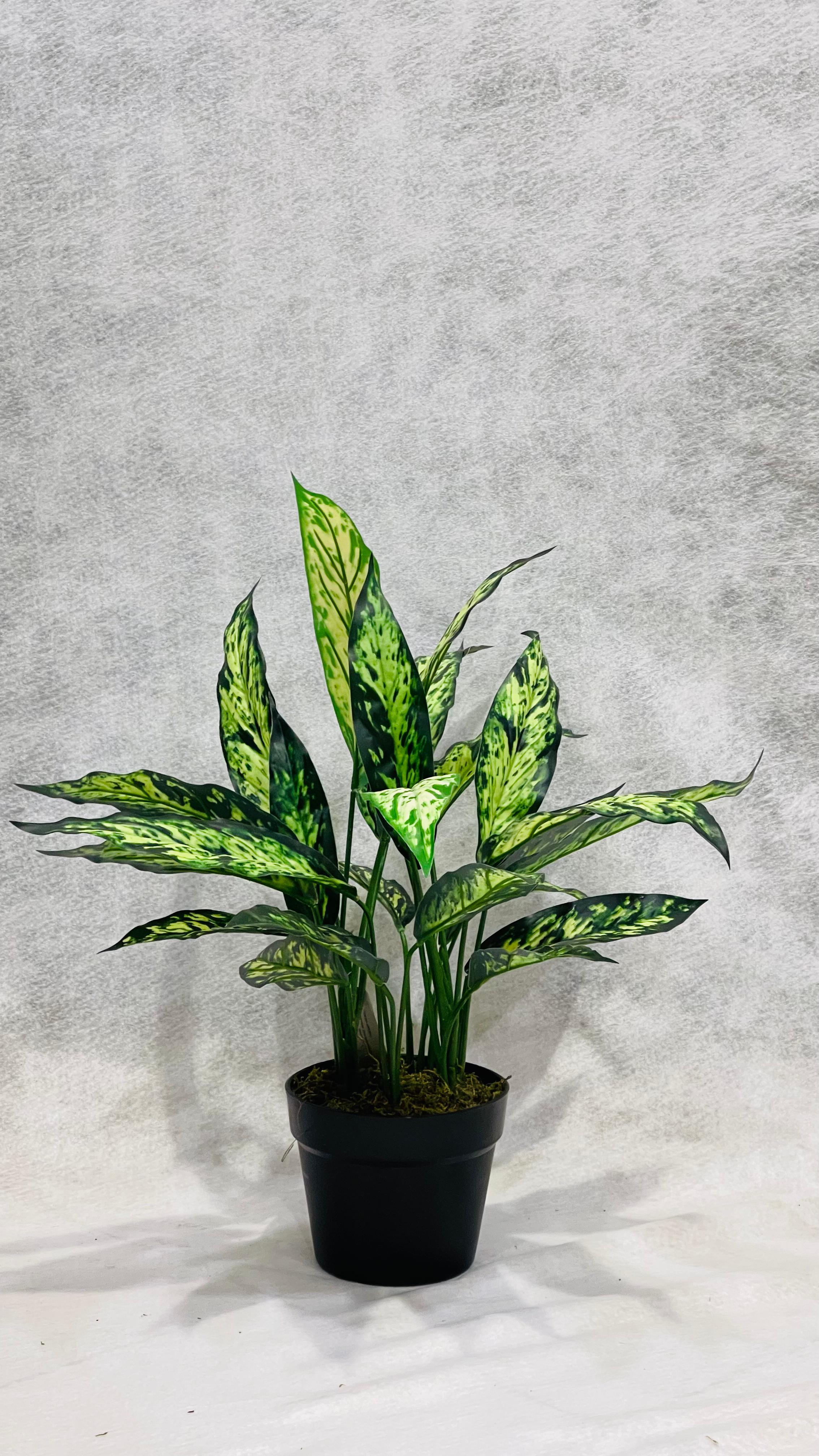 Artifcial Aglaonema Silver Queen 50cm