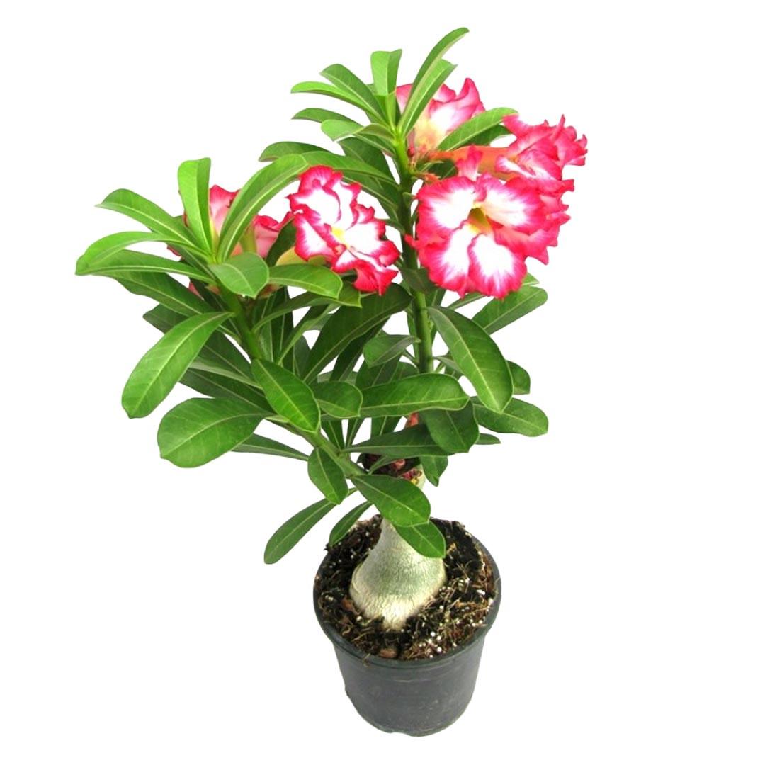 Adenium Obissum - THE GARDEN CENTRE