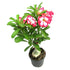 Adenium Obissum - THE GARDEN CENTRE