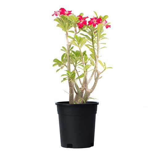 Adenium Obissum - THE GARDEN CENTRE