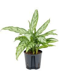 Aglaonema Plant 30cm high - THE GARDEN CENTRE