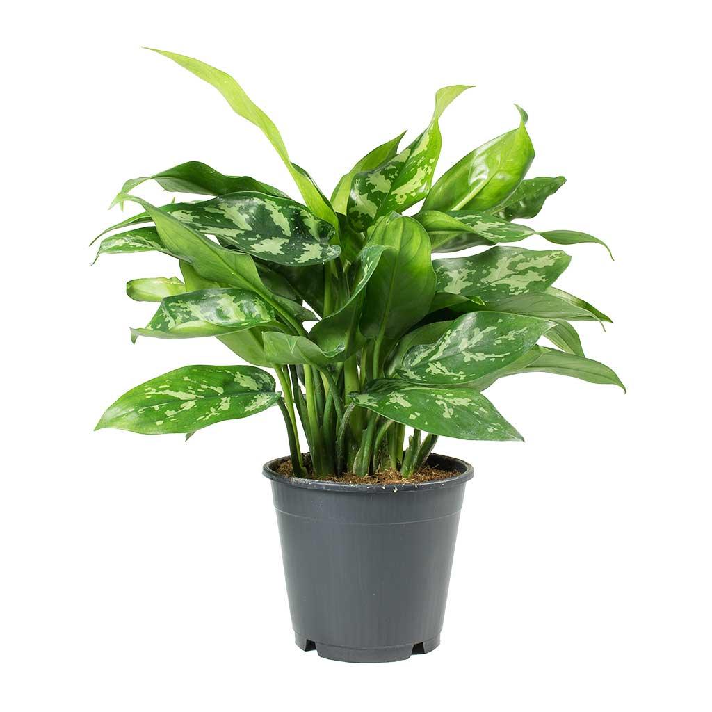 Aglaonema Plant 30cm high - THE GARDEN CENTRE