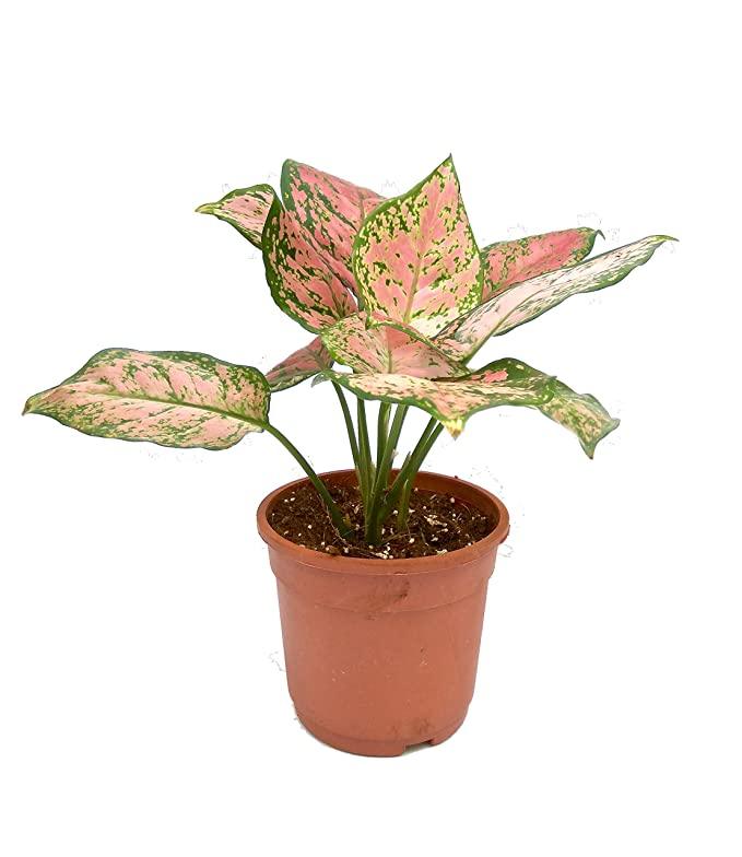 Aglaonema Plant 30cm high - THE GARDEN CENTRE