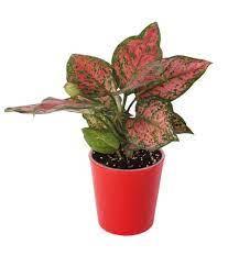 Aglaonema Plant 30cm high - THE GARDEN CENTRE