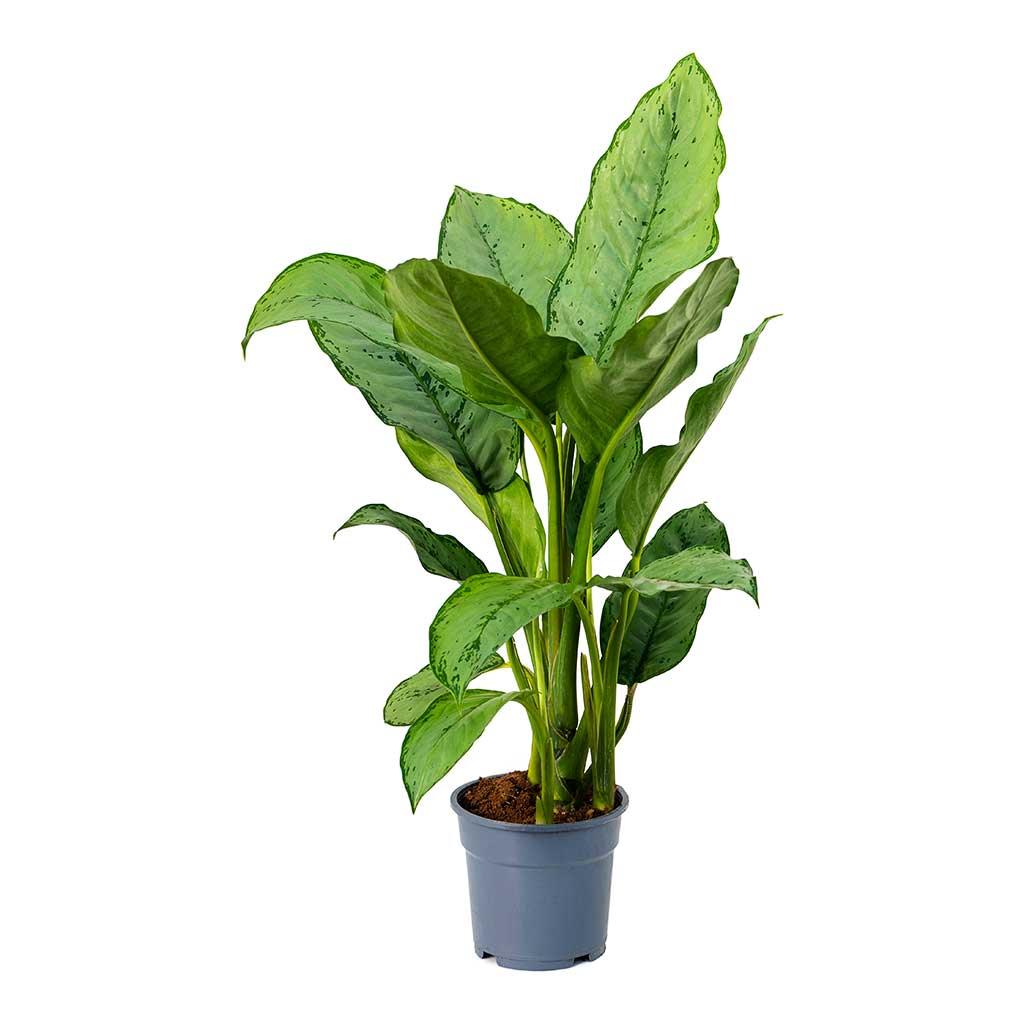 Aglaonema Plant 30cm high - THE GARDEN CENTRE