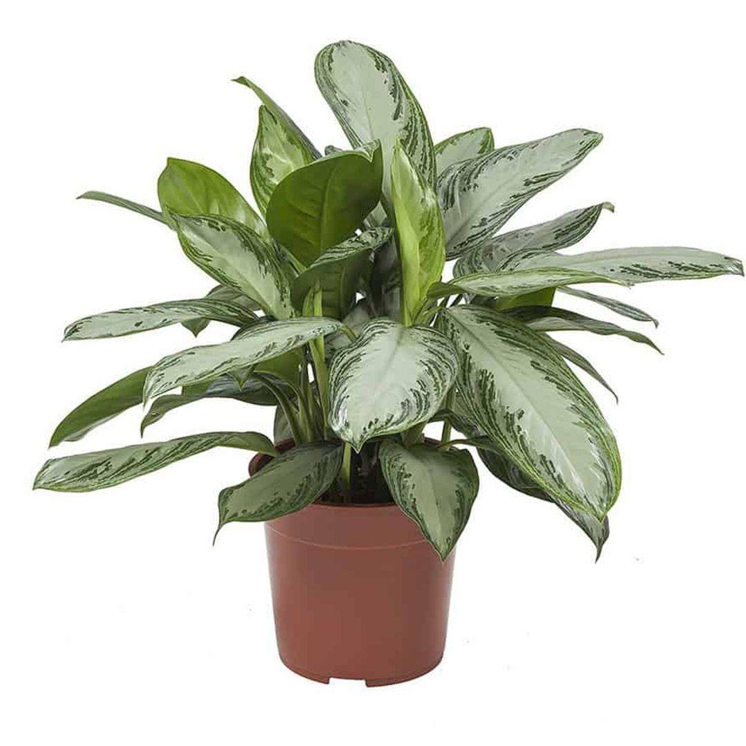 Aglaonema Plant 30cm high - THE GARDEN CENTRE