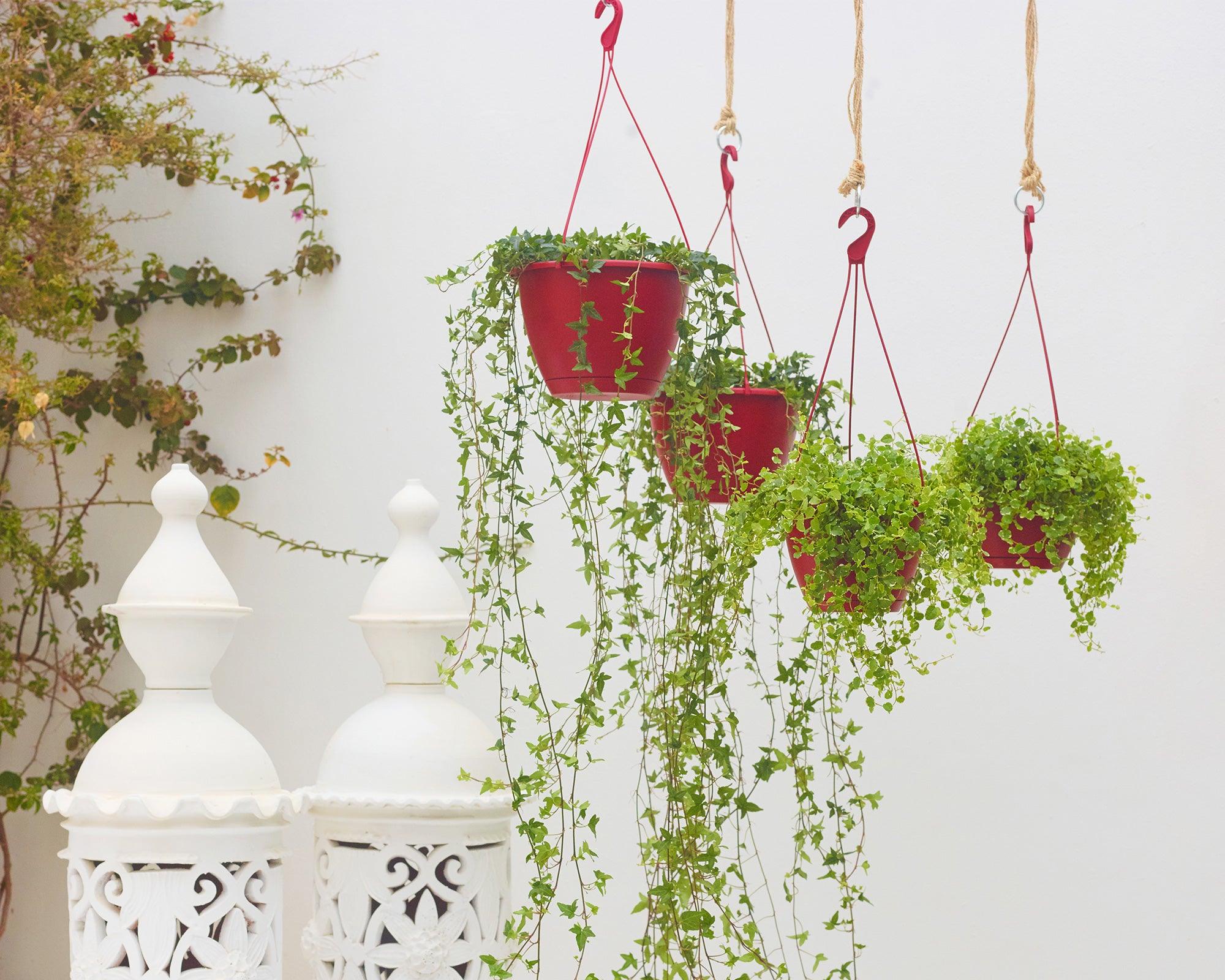 Algarve Hanging Pot - THE GARDEN CENTRE