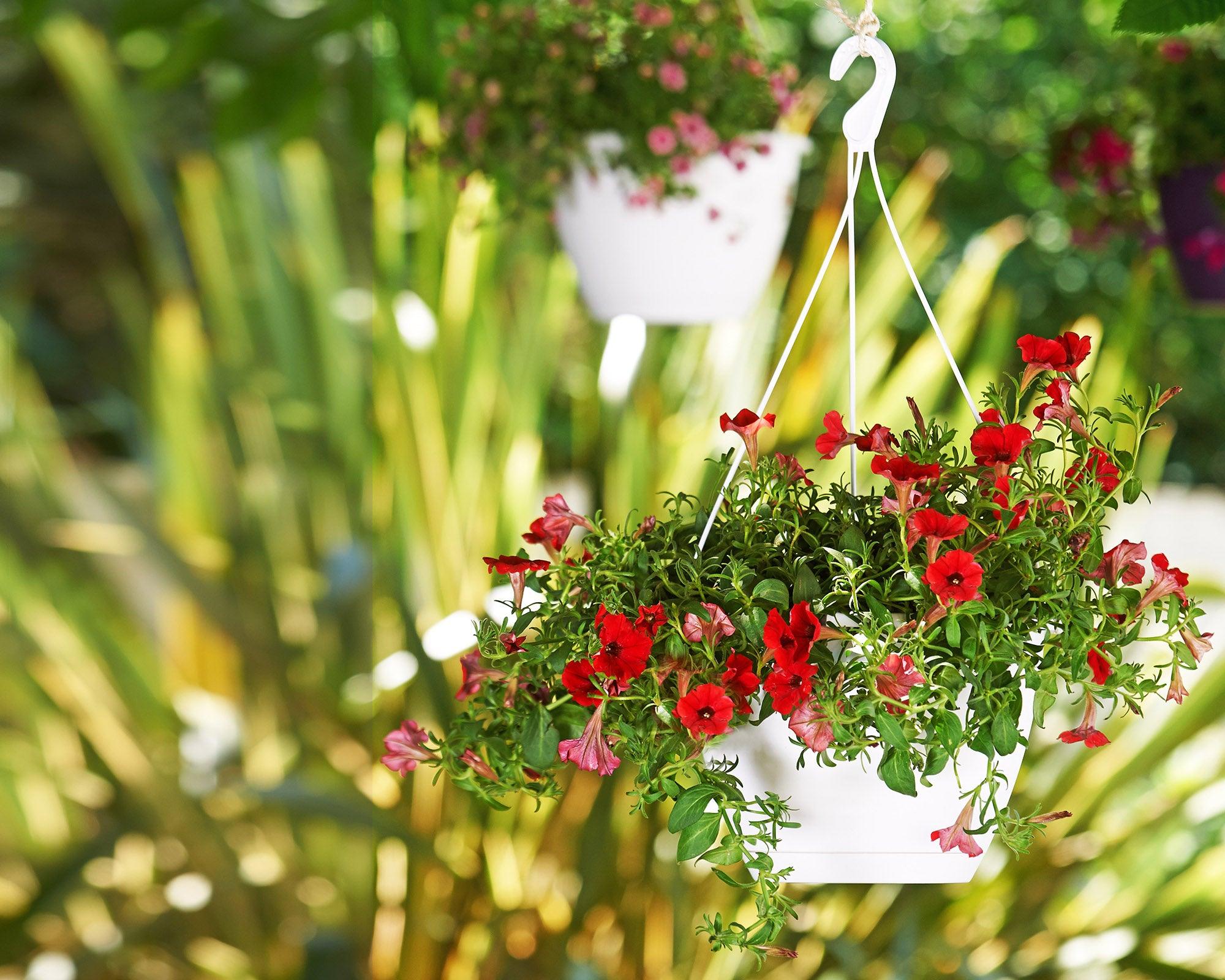 Algarve Hanging Pot - THE GARDEN CENTRE