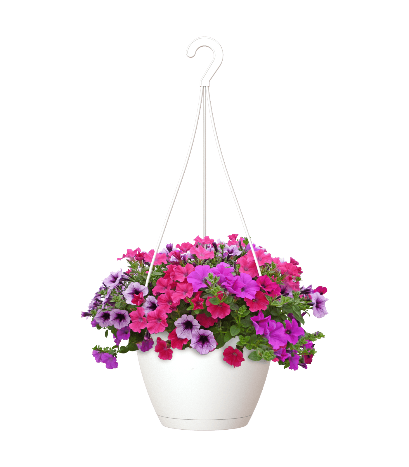 Algarve Hanging Pot - THE GARDEN CENTRE