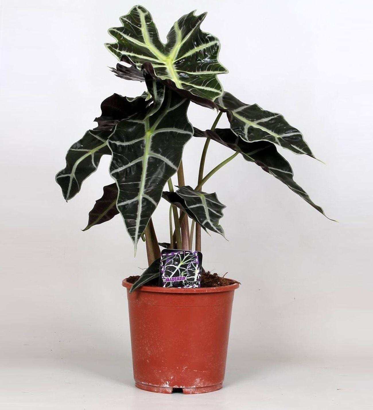 Alocasia Polly - THE GARDEN CENTRE