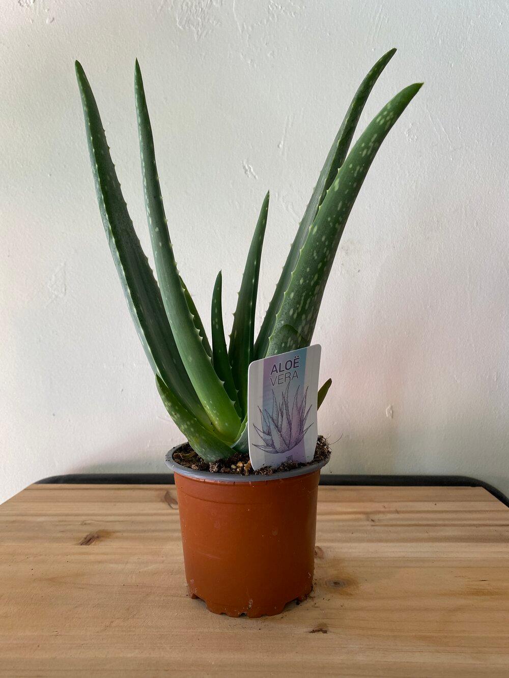 Aloe Vera - THE GARDEN CENTRE