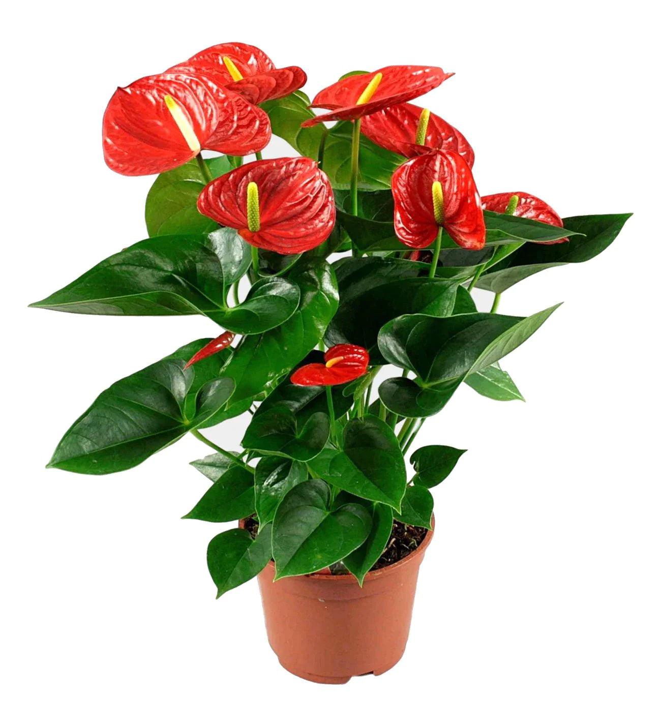 Anthurium Andraeanum - THE GARDEN CENTRE