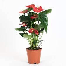 Anthurium Andraeanum - THE GARDEN CENTRE