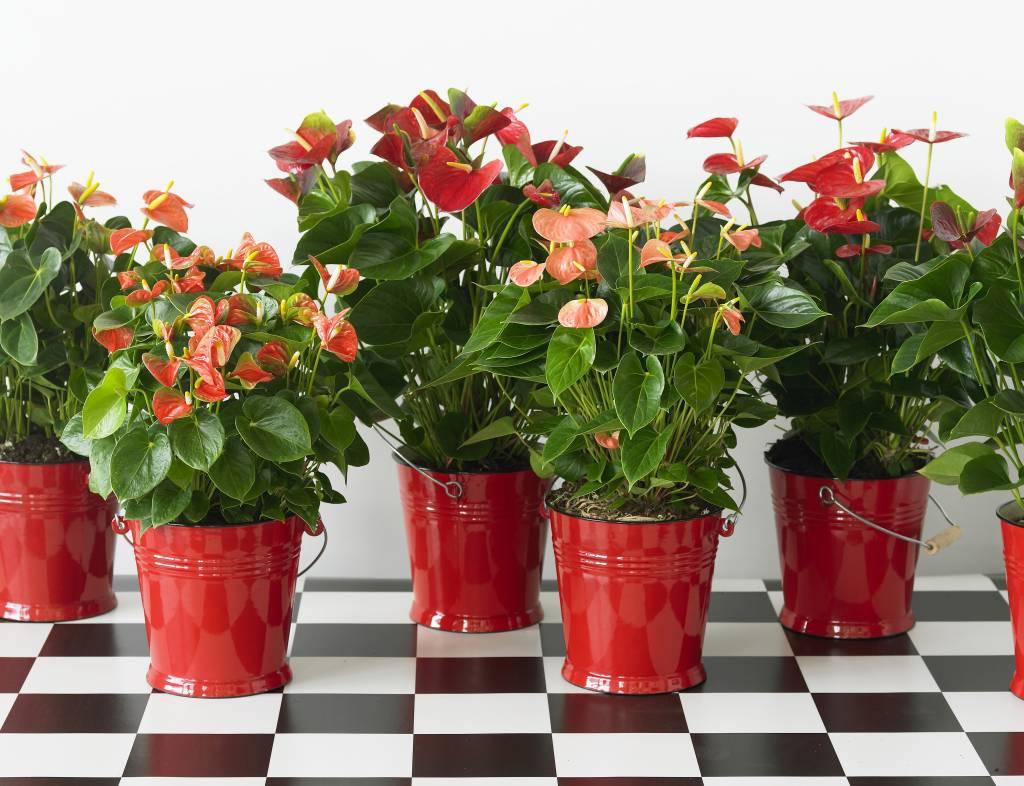 Anthurium Andraeanum - THE GARDEN CENTRE