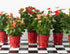 Anthurium Andraeanum - THE GARDEN CENTRE