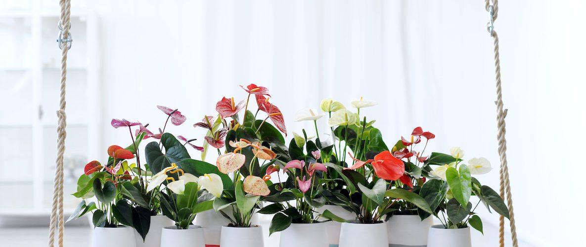 Anthurium Andraeanum - THE GARDEN CENTRE