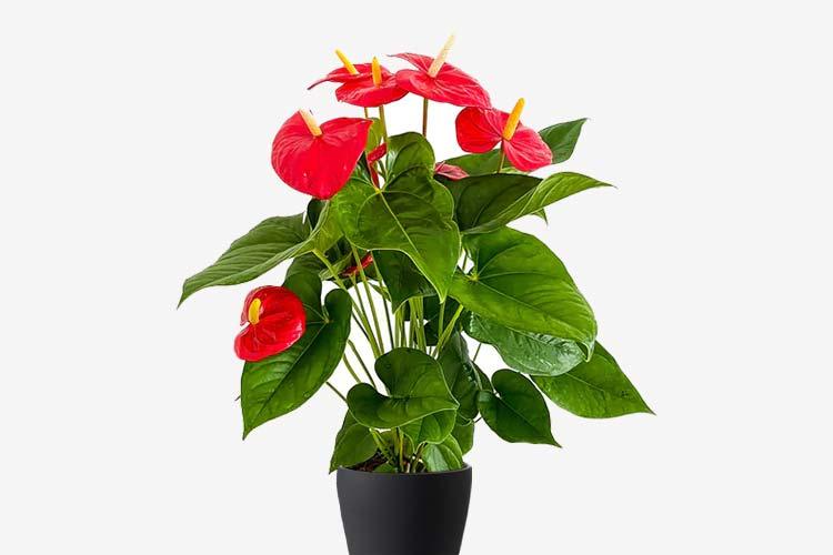 Anthurium Andraeanum - THE GARDEN CENTRE