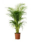 Areca Palm 100cm - THE GARDEN CENTRE