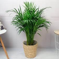 Areca Palm 100cm - THE GARDEN CENTRE