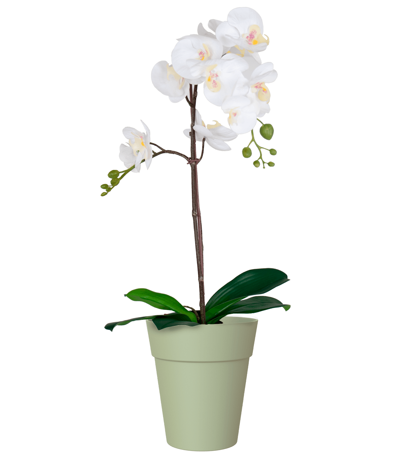 Artevasi Capri Orchid pot - THE GARDEN CENTRE