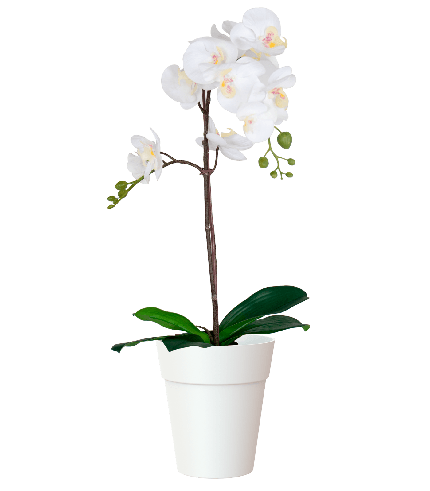 Artevasi Capri Orchid pot - THE GARDEN CENTRE