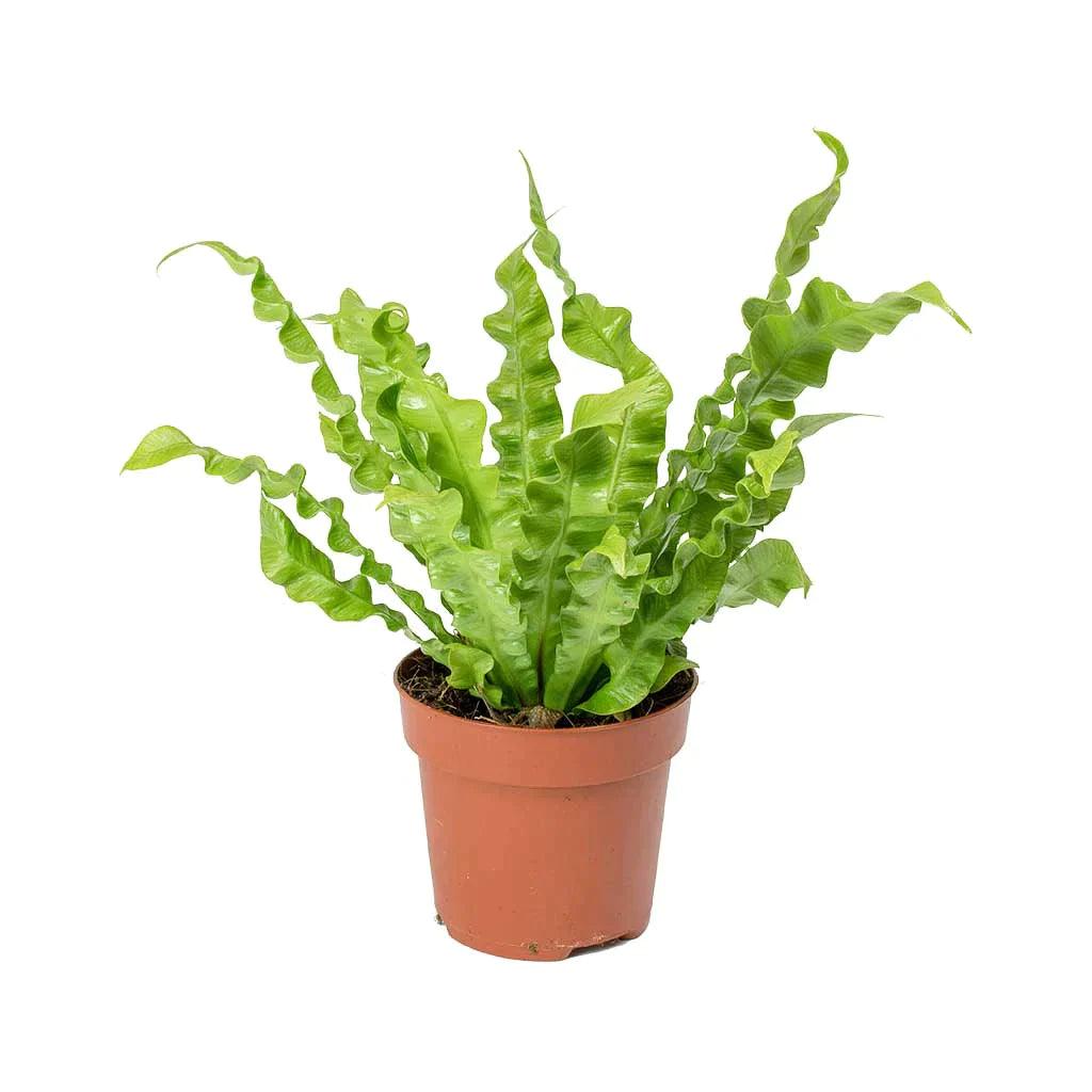 Asplenium - THE GARDEN CENTRE