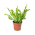 Asplenium - THE GARDEN CENTRE