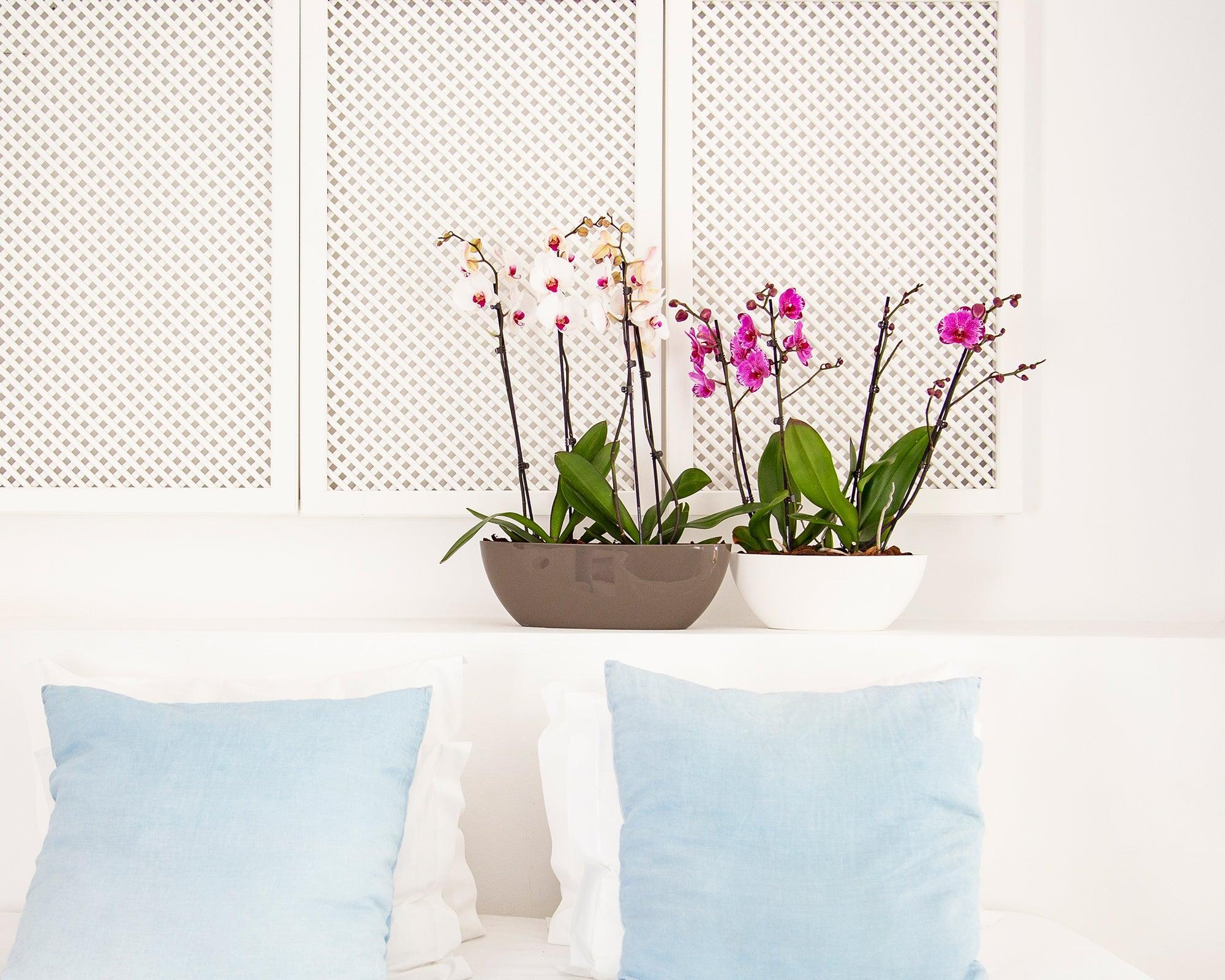 Bahia Oval Pot - THE GARDEN CENTRE