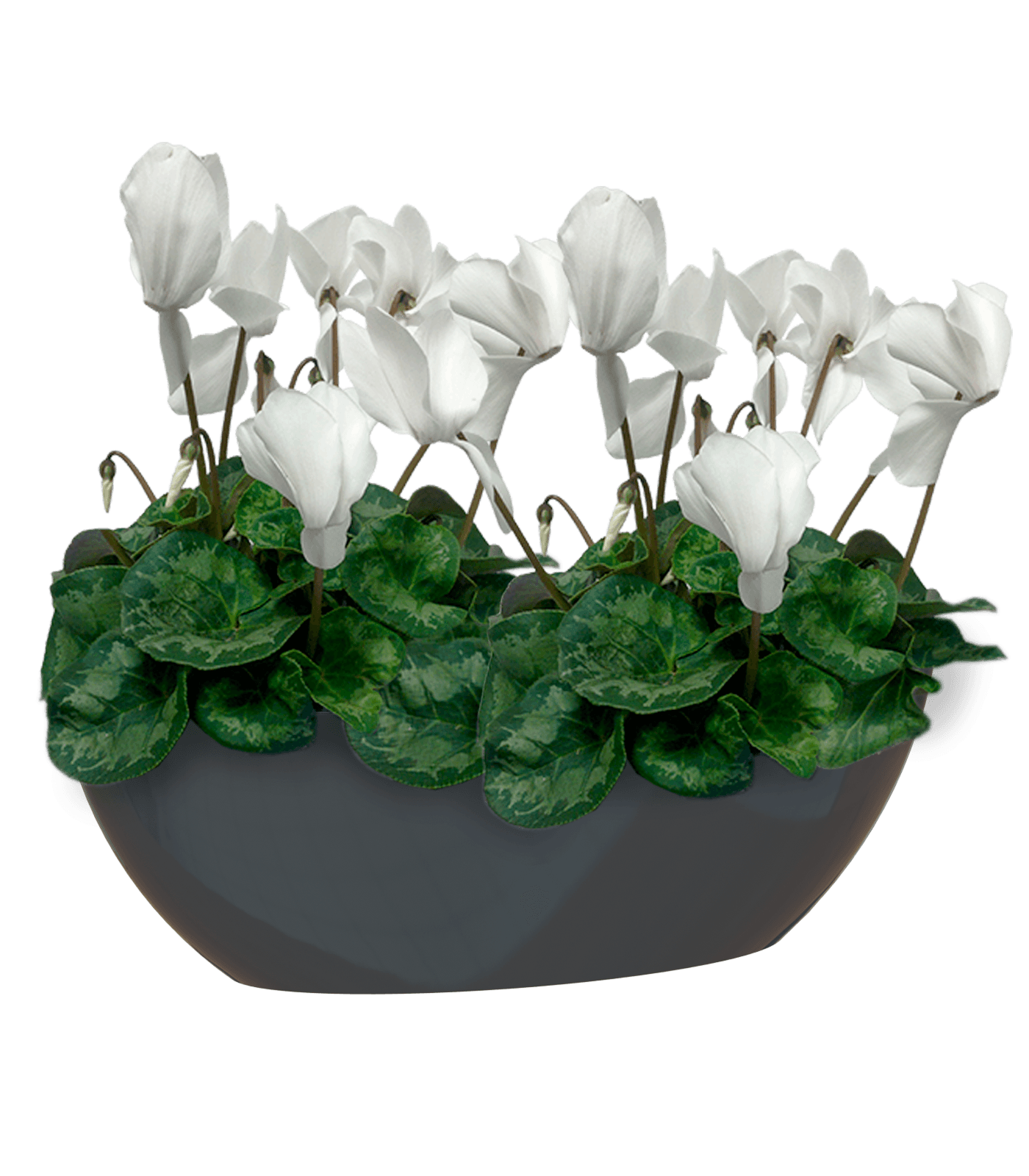 Bahia Oval Pot - THE GARDEN CENTRE