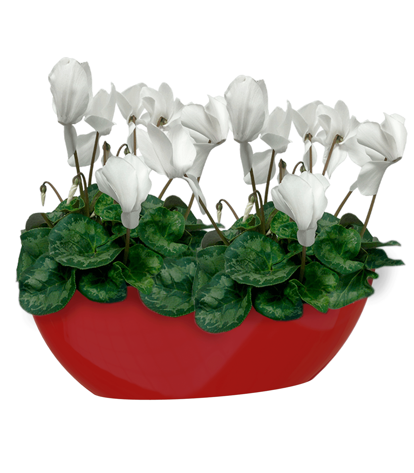 Bahia Oval Pot - THE GARDEN CENTRE
