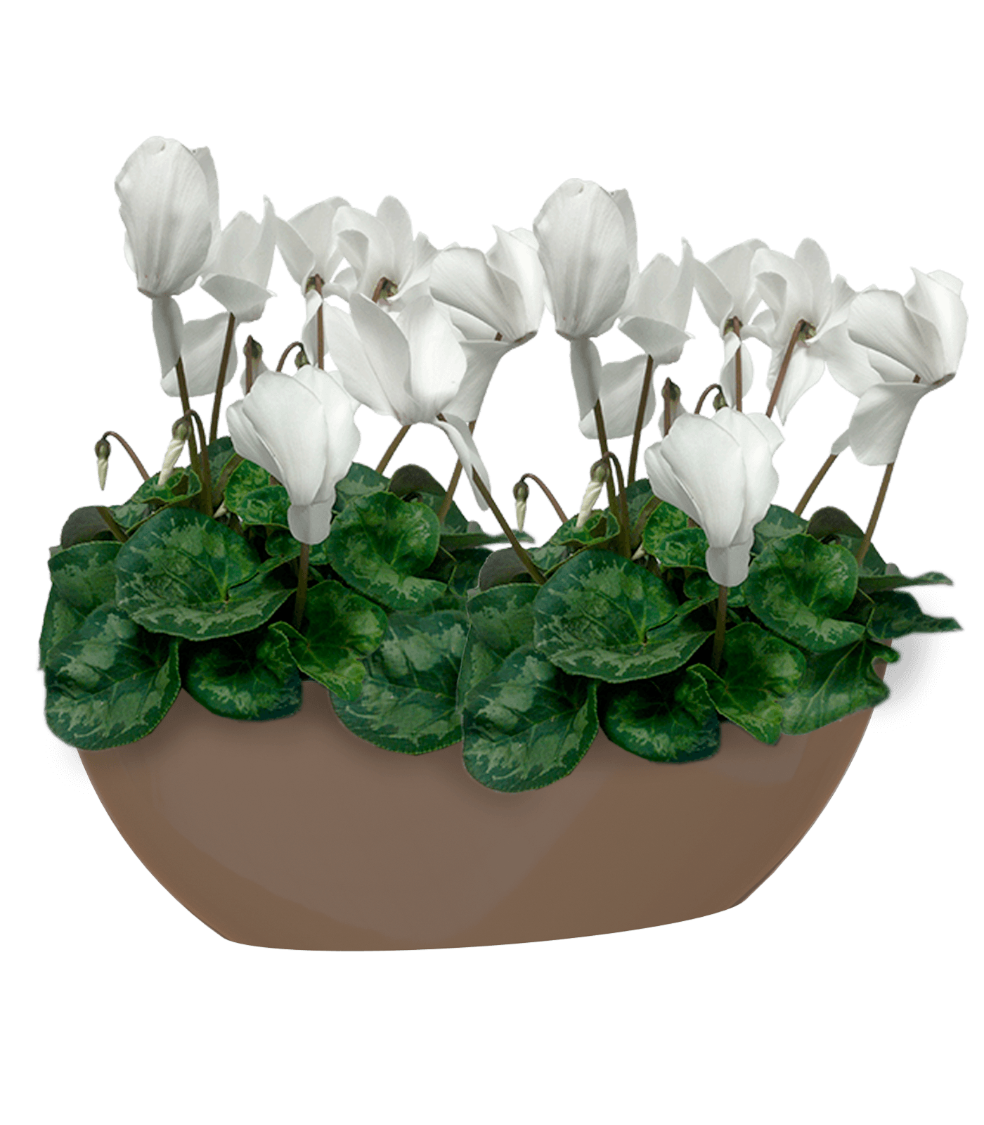 Bahia Oval Pot - THE GARDEN CENTRE