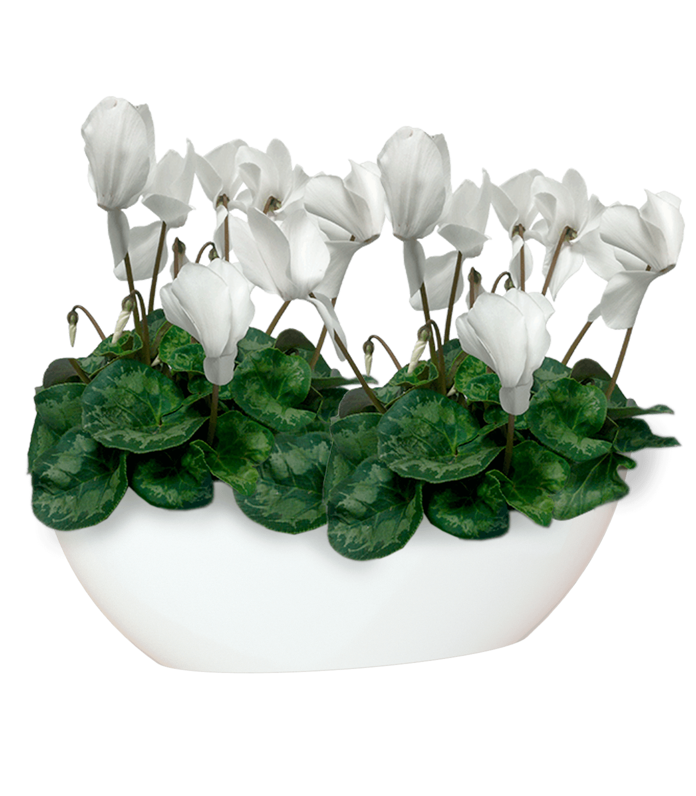 Bahia Oval Pot - THE GARDEN CENTRE