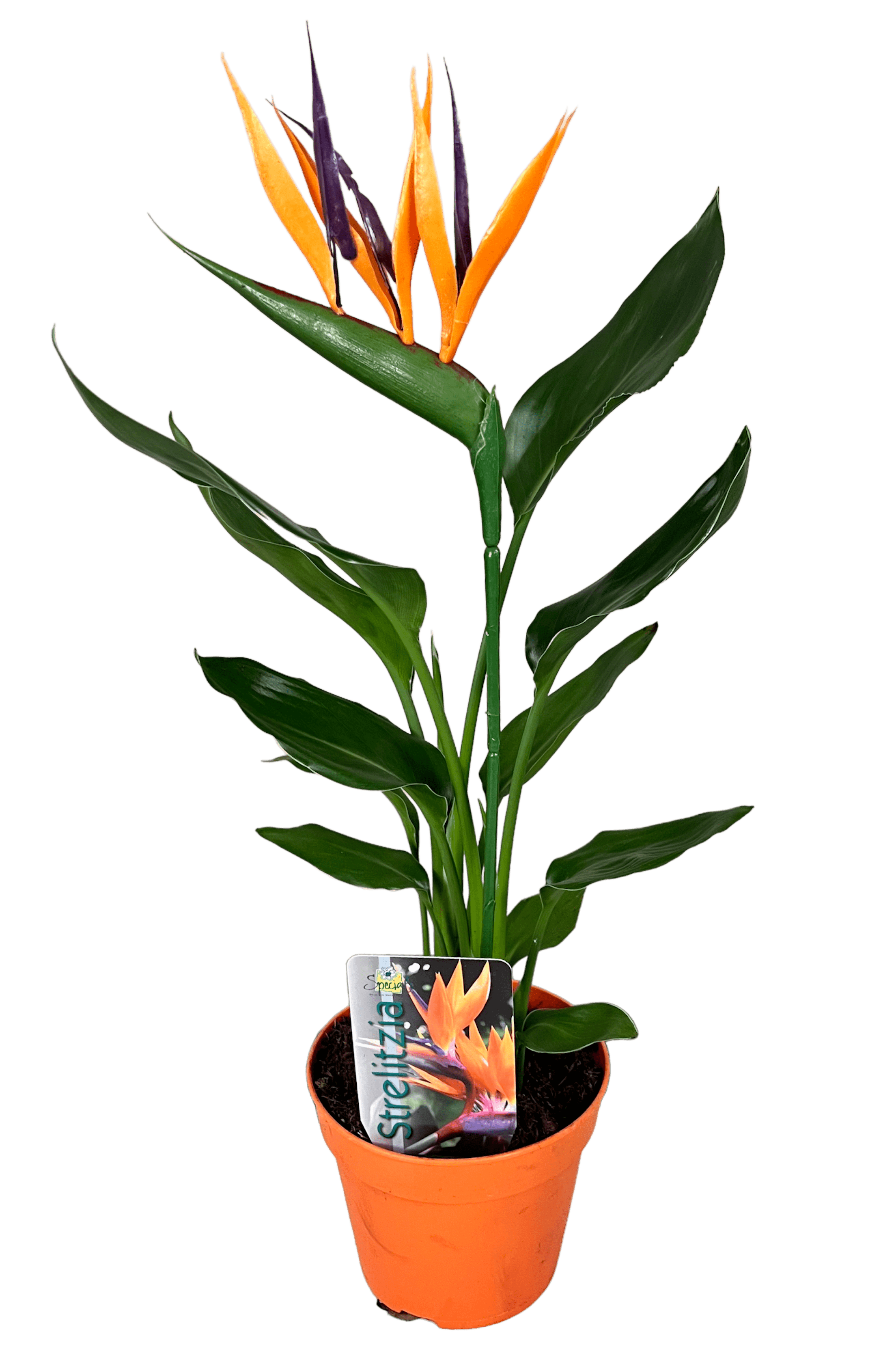 Bird of paradise flower-Strelitzia Plant - THE GARDEN CENTRE