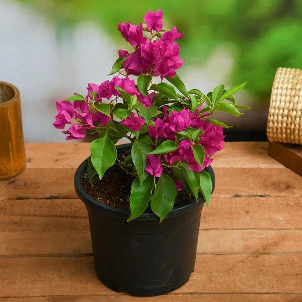 Bougainvillea - THE GARDEN CENTRE