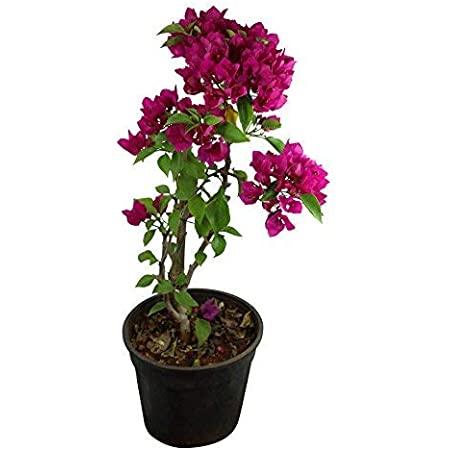 Bougainvillea - THE GARDEN CENTRE