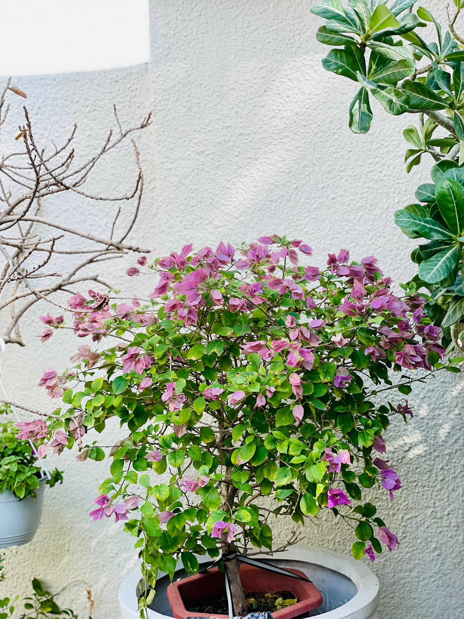 Bougainvillea - THE GARDEN CENTRE