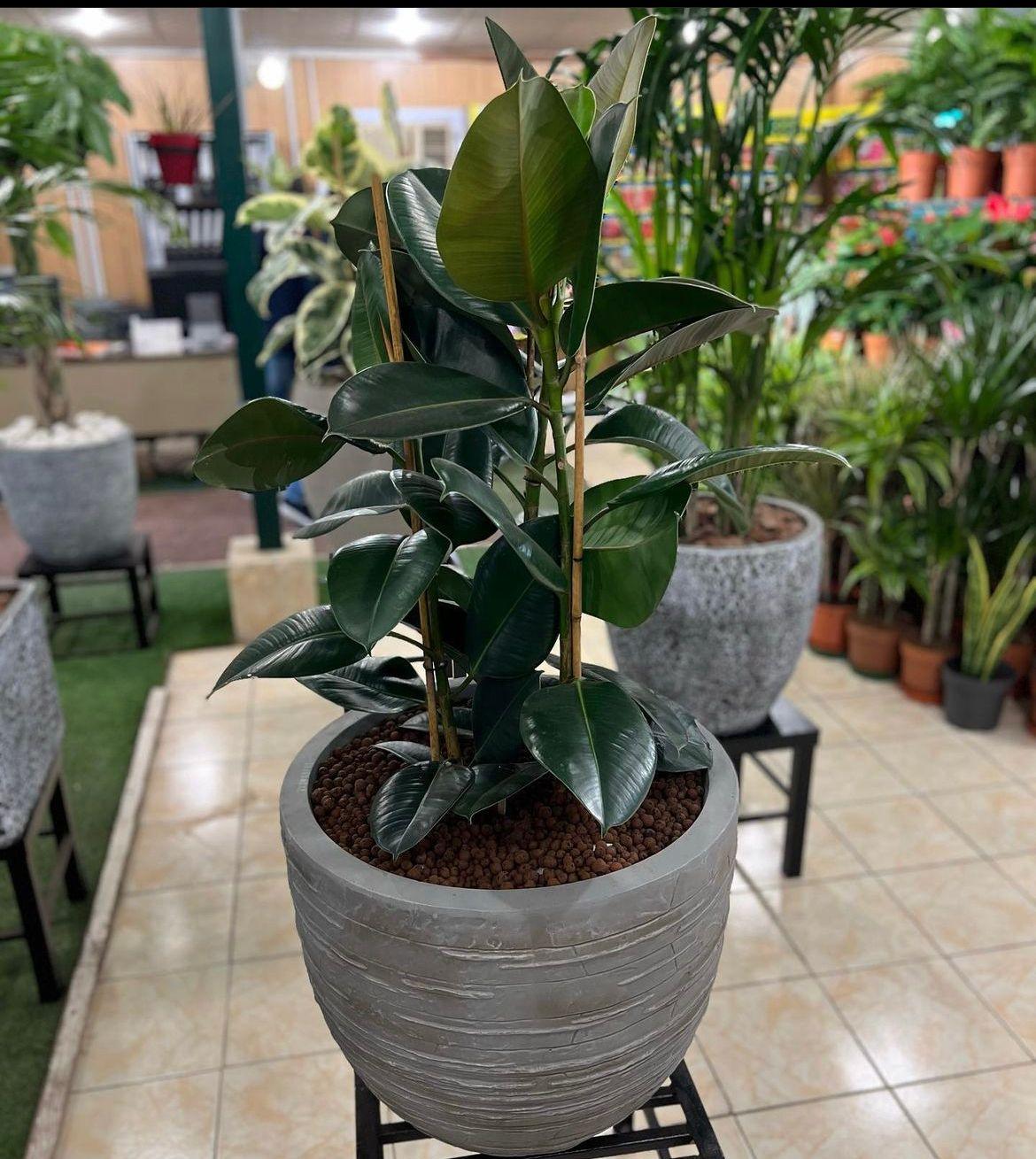 Buren Round Planter with Rubber Plant. - THE GARDEN CENTRE