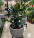 Buren Round Planter with Rubber Plant. - THE GARDEN CENTRE