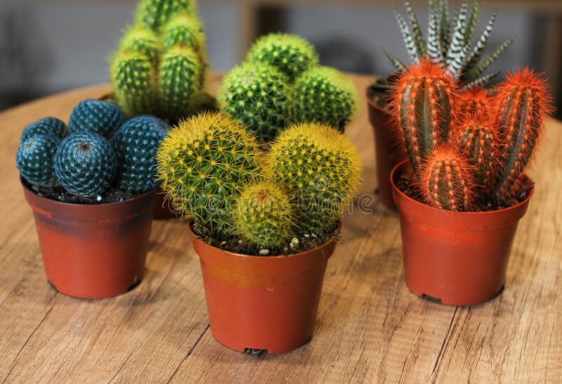 Cactus and Succulent Indoor Plant 10-15cm - THE GARDEN CENTRE